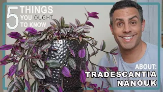 5 Things You Ought To Know About Your Tradescantia Nanouk Care, Repot + More! 4K