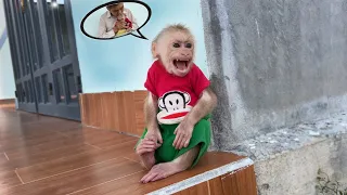 Monkey Max woke up cry ran find Dad..