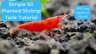 5 Gallon Planted Shrimp Tank Tutorial (With Guppies & Slime Mold!?)