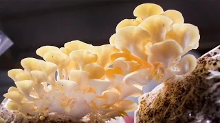 You Didn’t Know Mushrooms Could Do All This | National Geographic