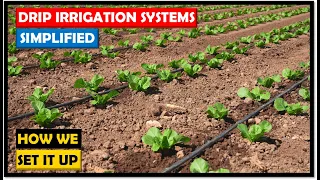 Farming in Zambia: Drip Irrigation Systems: Simple, Direct and Cost-effective