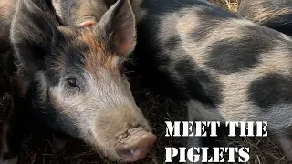 Meet the Piglets!