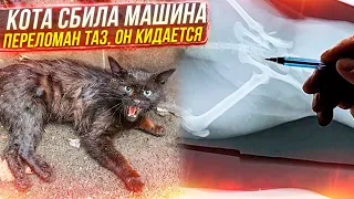 Кот не может встать и кидается, сбила машина.