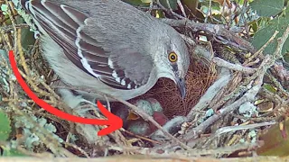 Baby Chicks Hatching! (Mockingbird)