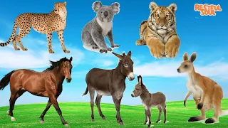 Animal food - Leopard, Tiger, Horse, Donkey, Kangaroo, Koala - Funny animals