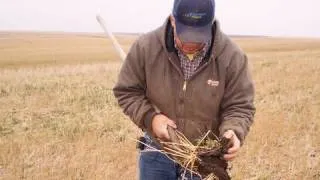 The Next Step: Adding Cover Crop To A No-Till System