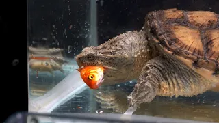 Snapping Turtle Eats Six Goldfish In One Meal【LIVE FEEDING】