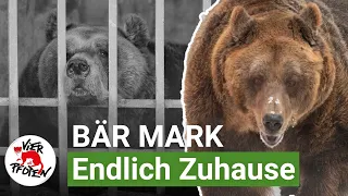 Bär Mark – Endlich zuhause | VIER PFOTEN