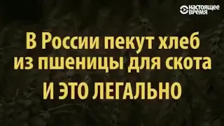 В РОССИИ пекут хлеб из пшеницы для скота 😱 и это ЛЕГАЛЬНО ☝😵