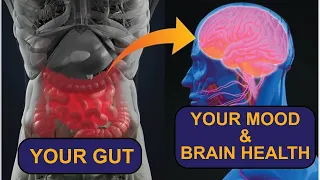 How Your Gut Affects Your Brain