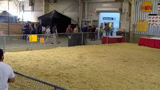 4-H Dairy Showmanship show