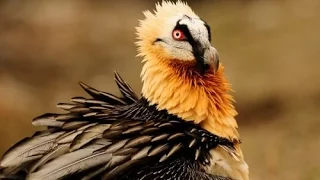 10 птиц рекордсменов и самых опасных для человека
