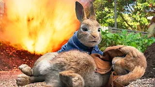 Blowing Up the Bunnies | Peter Rabbit | Clip