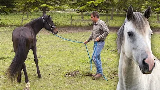 NATURAL DRESSAGE of WILD HORSES. Ancient techniques to clear and tame these animals