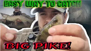 The Most Easy Way To Catch a Pike!! / live bait fishing for pikes