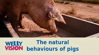 Pigs Part 2: The Natural Behaviours of Pigs | Welly Vision