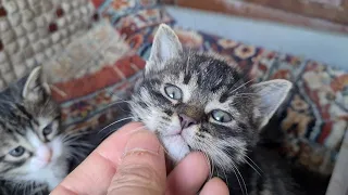 Mother cat gave birth to four tiny Baby Kittens by the roadside. | old video