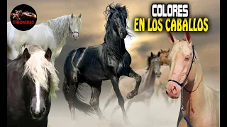 LOS COLORES DE LOS CABALLOS ¿Cual es tu favorito?