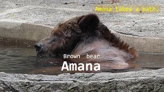 【japanese zoo】Ezo brown bear​②／Toyohashi Zoo & Botanical Park（non_hoi_park）／Amana／4K