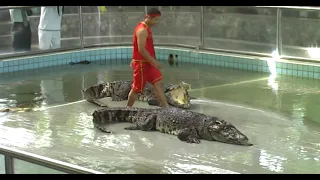 ШОУ КРОКОДИЛОВ ! Крокодиловая ферма в Паттайе, рыбалка на крокодилов. Таиланд.