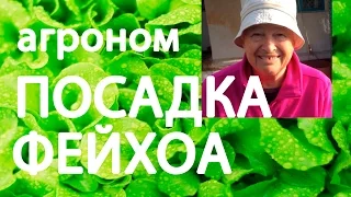 #ФЕЙХОА Выращивание в домашних условиях