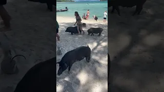 Pig Island / Ko Mat Sum #Thailand #2023 #shorts #viral