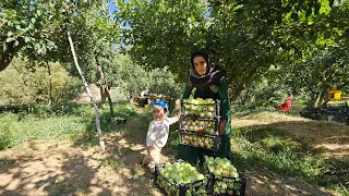 The life of a lonely nomadic woman with her child: Picking apples from the farm to buy food | Part24