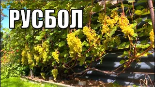Виноград. Сорт РУСБОЛ(КИШМИШ МИРАЖ). Полное описание и рекомендации по выращиванию / Сорта винограда