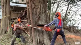 flood plane tree felling, part 2 , decayed large cedars