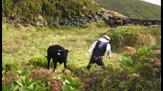 RB - Mudança De Pastagens - Moving The Bulls To Other Pastures - Terceira Island