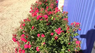 Почвопокровные розы Очень красивые цветы