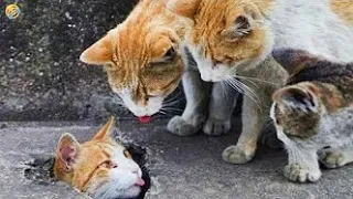 New Funny Animals 😂 Funniest Cats and Dogs Videos 😺🐶