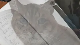 el gato que derivaba