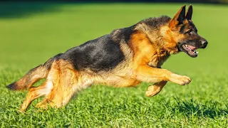 НЕМЕЦКАЯ ОВЧАРКА. Мифы и заблуждения GERMAN SHEPHERD