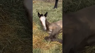 The Story of My Heart Foal 💜