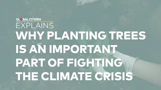 Global Citizen Explains: How Planting Trees Can Help Fight Climate Change