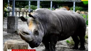 Носорогу в київському зоопарку - 45!