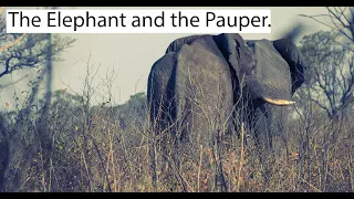 The Elephant and the Pauper.