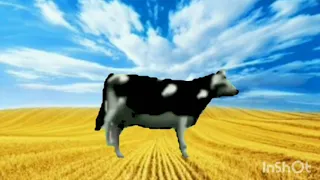 Польская Корова флексит в Украине