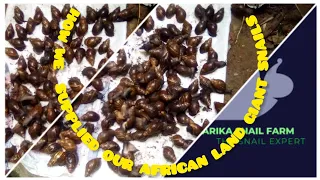 HOW WE SUPPLIED OUR AFRICAN LAND GIANT SNAILS