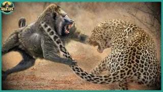 Wild Moments When Leopards And Baboons Take The Stage