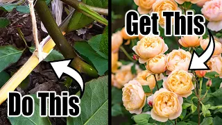 FREE Simple HACK to Make Your ROSES EXPLODE With Blooms!