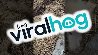 Rescuing a Dog Stuck in Mud on a Farm || ViralHog