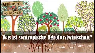 Syntropie und Syntropische Agroforstwirtschaft 🌳🌲🍎🍐 Was ist das? [+ english subtitles]