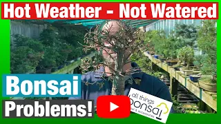 Bonsai not watered - Is it dead? How to save a sick tree in hot weather