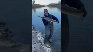 Big Gar at Milford Lake Spillway #fishing #shorts