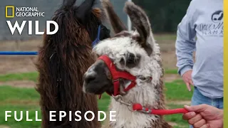 Whole Llama Love (Full Episode) | Heartland Docs, DVM