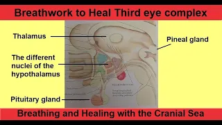 The Cranial Sea and healing the Pituitary, Pineal & 3rd eye complex