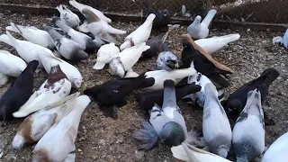 Узбекские голуби .Джанкой.9.05.2021.O'zbek kaptarlari.Uzbek pigeons