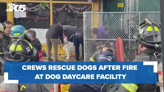 Crews rescue dogs after fire at Seattle dog daycare facility